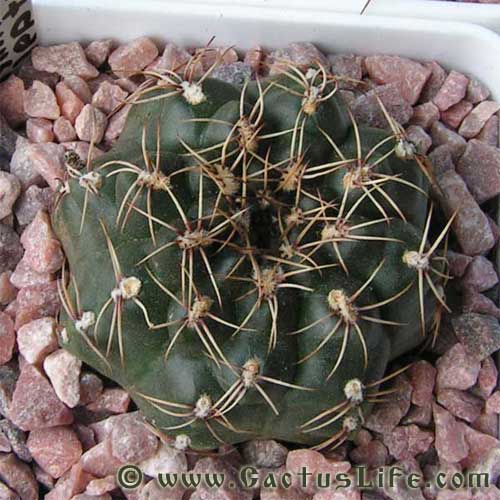 Gymnocalycium leptanthum