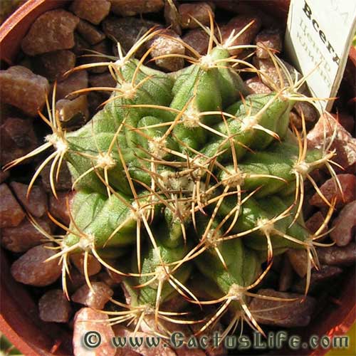 Gymnocalycium michanovichii