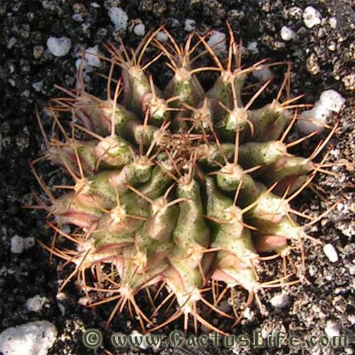 Gymnocalycium michanovichii var. rysanekianum