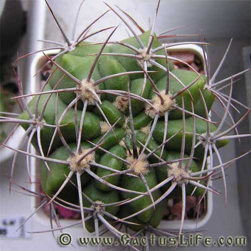 Gymnocalycium mostii GN99-1043/3699