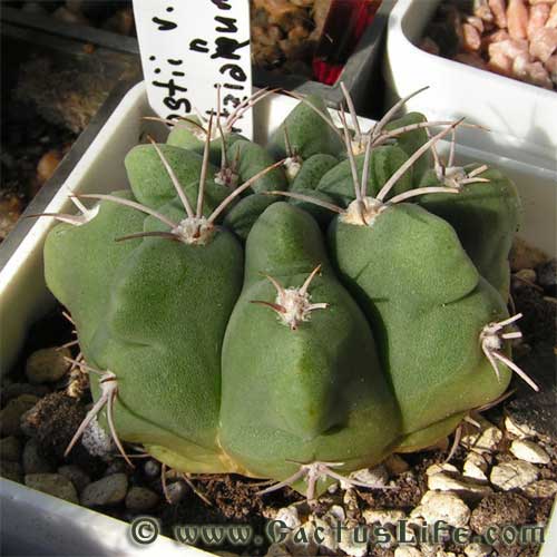 Gymnocalycium mostii var. kurtzianum