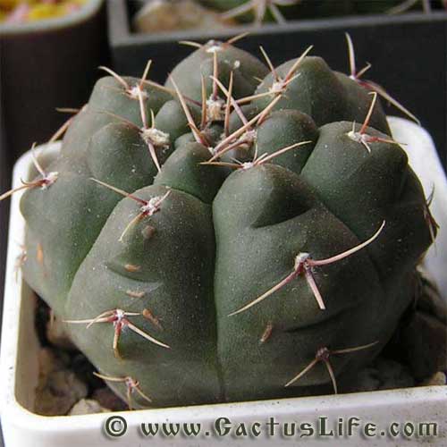 Gymnocalycium mucidum GN383-1281