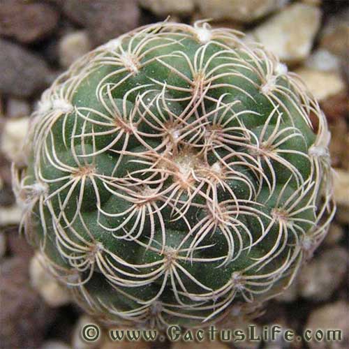 Gymnocalycium parvulum STO218-7