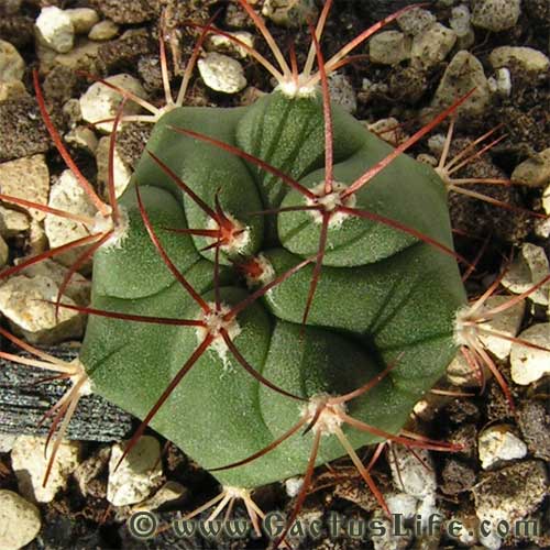 Gymnocalycium pflanzii v. argentinense JO 165