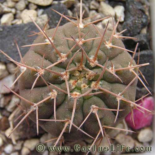 Gymnocalycium riojense v. mirandaense P222