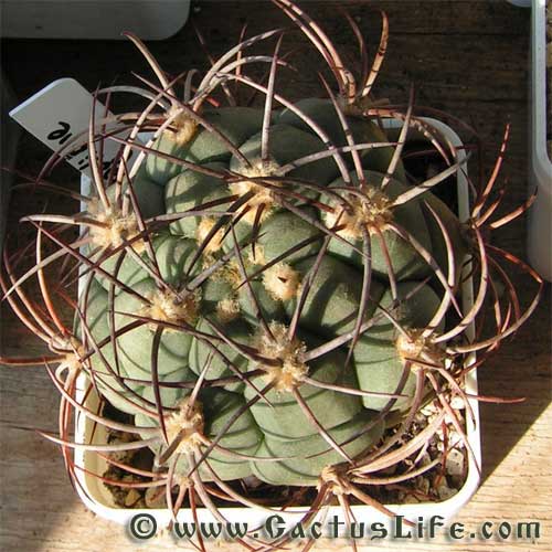 Gymnocalycium saglione