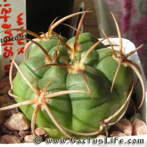 Gymnocalycium schuetzianum