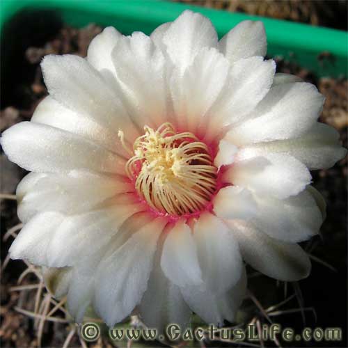 Gymnocalycium stellatum