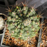 Gymnocalycium Baldianum