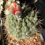 Gymnocalycium Baldianum