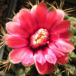 Gymnocalycium Baldianum