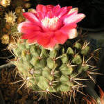 Gymnocalycium Baldianum