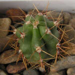 Gymnocalycium achirasense VG04-018-8a