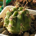 Gymnocalycium achirasense v orientale LB 332