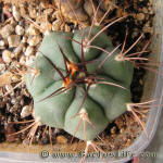 Gymnocalycium ambatoense LF75