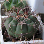 Gymnocalycium ambatoense STO266