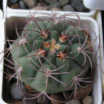 Gymnocalycium ambatoense STO266