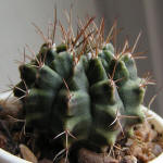 Gymnocalycium anisitsii 