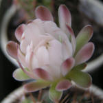 Gymnocalycium anisitsii 