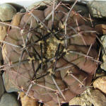 Gymnocalycium asterium var. paucispinum