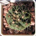 Gymnocalycium Baldianum