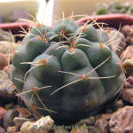 Gymnocalycium Baldianum GN96-925/3029