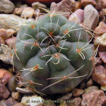 Gymnocalycium Baldianum GN96-925/3029