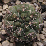 Gymnocalycium Baldianum P127