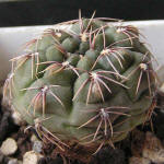 Gymnocalycium Baldianum P127