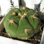 Gymnocalycium bayrianum