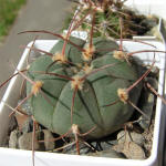 Gymnocalycium bayrianum