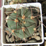 Gymnocalycium bayrianum