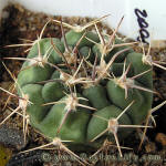 Gymnocalycium bicolor STO232