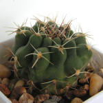 Gymnocalycium bicolor VG04-063