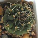 Gymnocalycium bicolor VG04-063