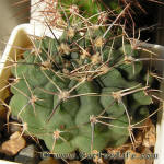 Gymnocalycium bicolor VG04-063