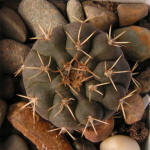 Gymnocalycium bodenbenderianum ssp. intertextum P81