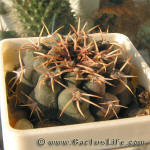 Gymnocalycium bodenbenderianum ssp. intertextum P81