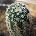 Gymnocalycium bruchii