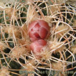 Gymnocalycium bruchii