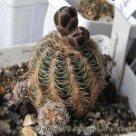Gymnocalycium bruchii