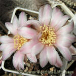 Gymnocalycium bruchii