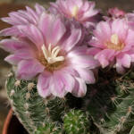 Gymnocalycium bruchii