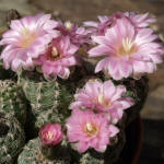 Gymnocalycium bruchii