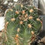 Gymnocalycium bruchii var. brigittae P214