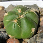 Gymnocalycium buenekeri