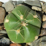 Gymnocalycium buenekeri