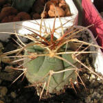 Gymnocalycium cardenasianum