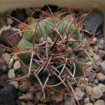 Gymnocalycium castellanosii P80b