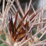 Gymnocalycium castellanosii var. armillatum P217